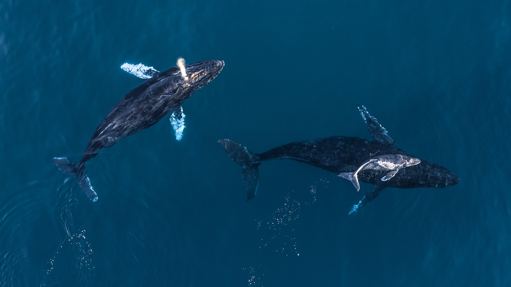 Los Mejores Lugares para Avistamiento Ballenas en Punta de Mita