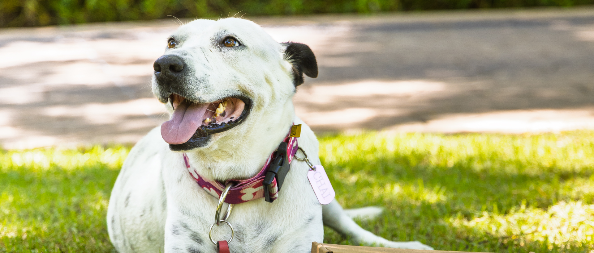 Conoce a Chai: La Concierge de Cuatro Patas en Marival Distinct Handwritten Collection