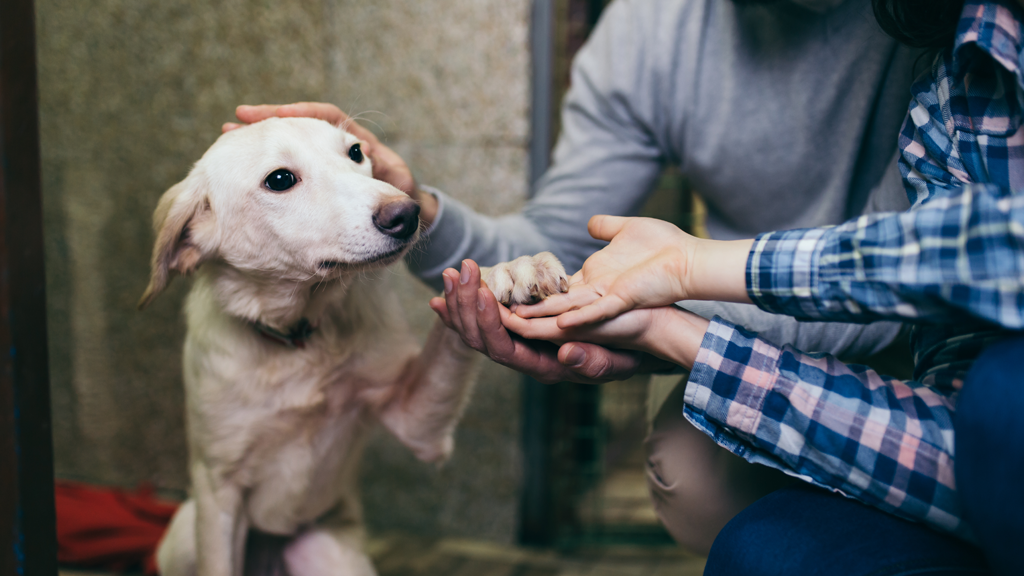 A Dog’s New Life: cómo puedes adoptar durante tus vacaciones en Nuevo Vallarta