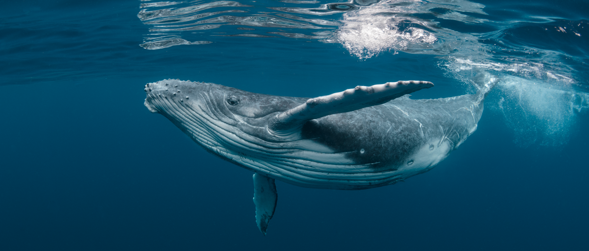 ¿Cuándo es la temporada de avistamiento de ballenas en Punta de Mita?