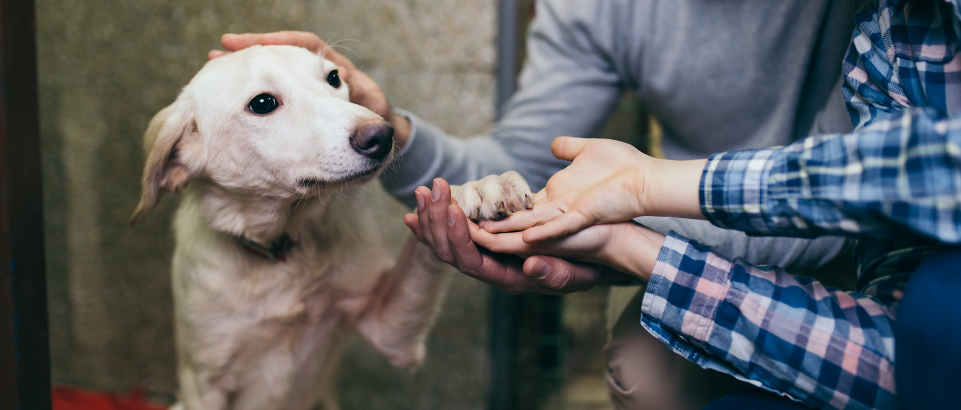 A Dog’s New Life: cómo puedes adoptar durante tus vacaciones en Nuevo Vallarta