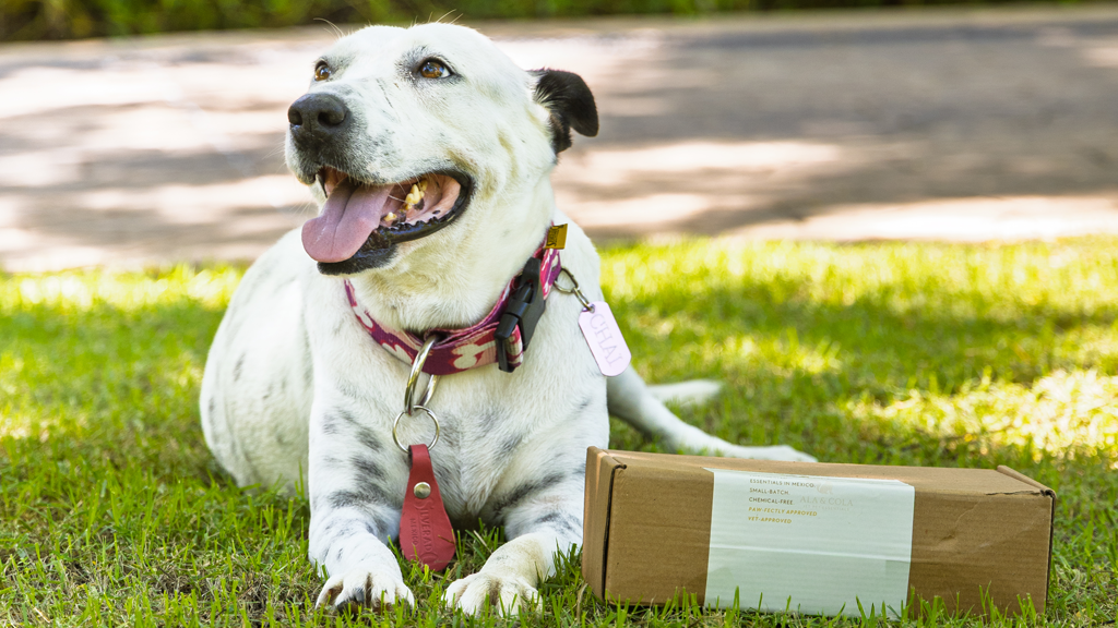 Conoce a Chai: La Concierge de Cuatro Patas en Marival Distinct Handwritten Collection
