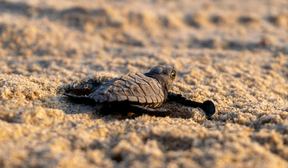 Arranca la temporada de tortugas