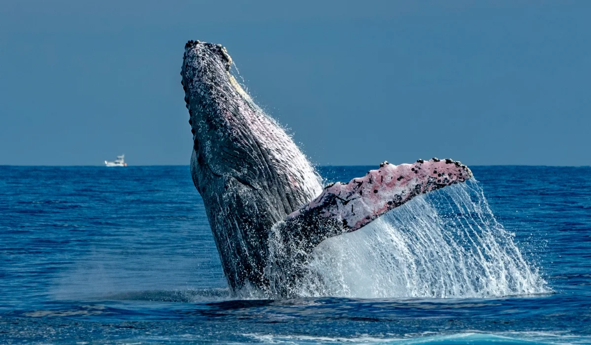 Avistamiento de ballenas