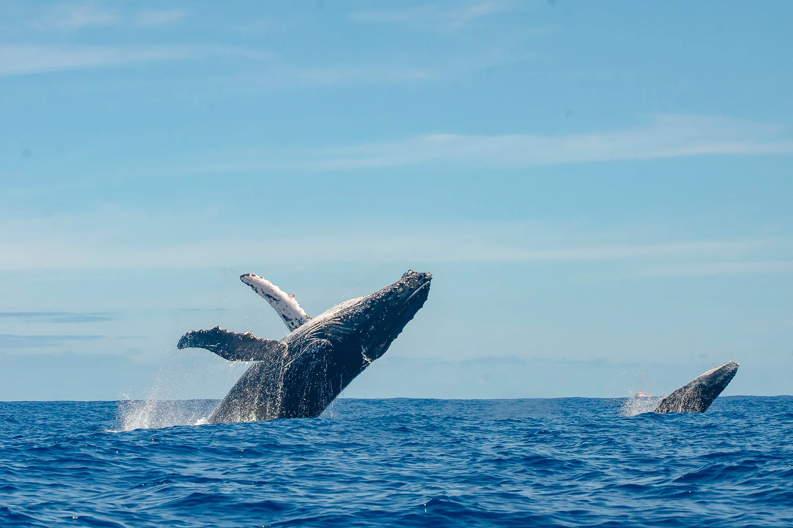 Nuevo Nayarit, Nayarit, México