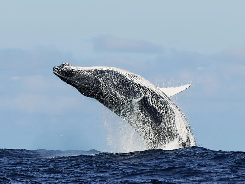 Avistamiento de Ballenas